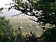 vaches dans les brumes matinales.JPG